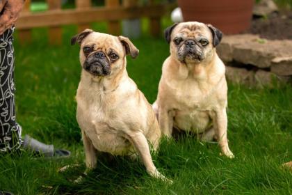 BABY MO - fröhlicher Mops - 5 Jahre - Tierhilfe-Franken e.V.