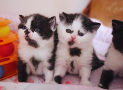 Reirassige Schwarz und weiß BKH Kitten