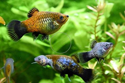 Platys, eigene Zucht, Versand