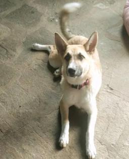 Lolita sucht ein passendes Zuhause