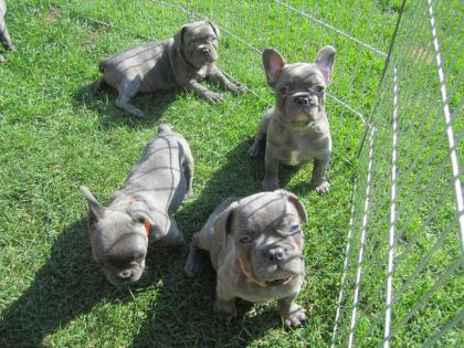 4 Wunderschöne Bulldogwelpen suchen ein neues Zuhause