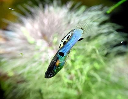 Japan Blue, Endler, RARITÄT, reinerbig (Versand/ Abholung)