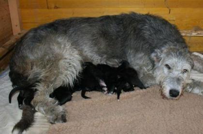 Irish Wolfhoundwelpen, VDH