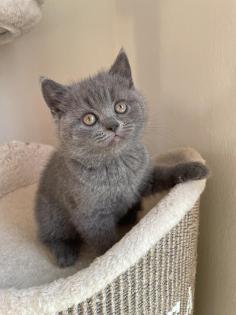 Britisch Kurzhaar Kitten