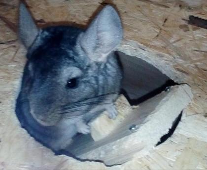 3 männliche Chinchillas abzuegbe