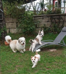 Welpe Kleinhund Biewer Yorkshire, Malteser, Chihuahua, Shihtzu