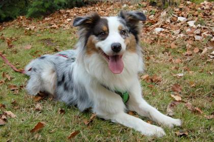 ALFRED - Australian Sheperd - 2 Jahre - Tierhilfe-Franken e.V.
