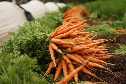 Gemüsegarten Garten Acker Selbstversorger Feld zur saisonalen Pacht