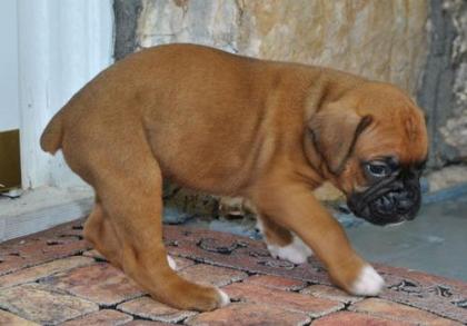 Boxer Welpen