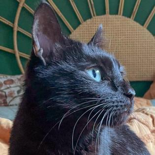 POLLY und EMI - europäische Kurzhaarkatze - 10 Jahre - Tierhilfe-Franken e.V.