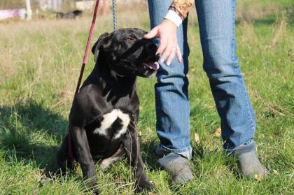 Cane Corso Hundin