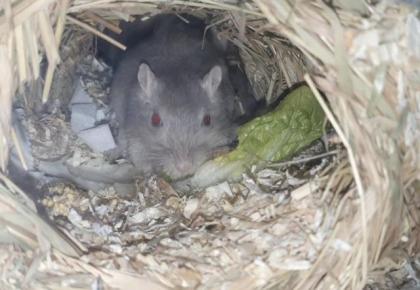 2 Gerbil Böcke/Rennmäsue in wild und blau