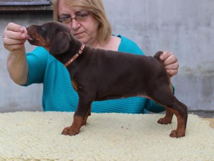 Dobermann, schwarze und braune Welpen mit Ahnentafel (FCI)