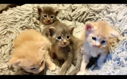Maine Coon Baby´s  - 2 Kater (creamy) - 2 Kätzchen (silver tabby)