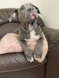 American Bully XL