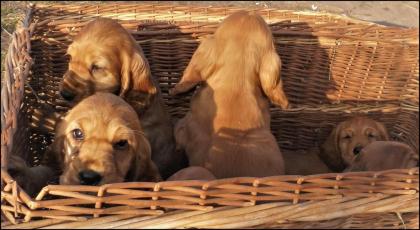 Englisch Cocker Spaniel Welpe rotbraun