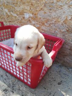 Labrador Retriever Welpen reinrassig