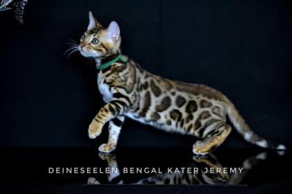 Bengal kitten Jeremy Top-Qualität sofort abholen