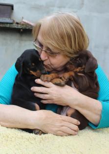 Dobermann, schwarze und braune Welpen mit Ahnentafel (FCI)