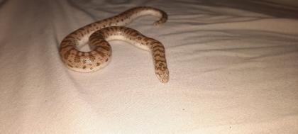 Östliche Sandboa (Eryx Miliaris) männlich NZ22