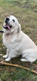 Golden Retriever Rüde sucht Hündin Deckrüde