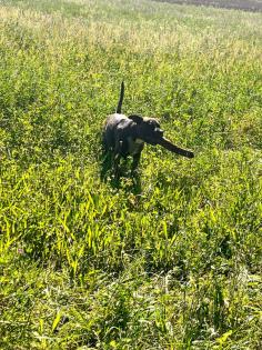 Pit-Staff-Mix sucht dringend neues Zuhause oder Pflegestelle!!