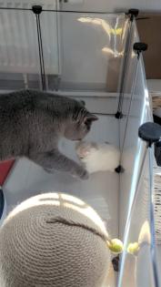 Süße BKH BLH Kitten mit Stammbaum