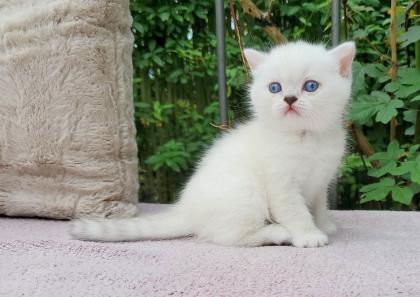 Britisch Kurzhaar (BKH) Kitten in chocolate und lilac (tabby) point