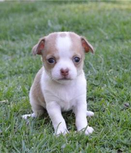 Chihuahua Mädels mit Ahnentafel