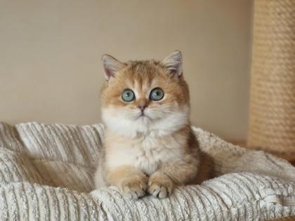 Bkh britisch kurzhaar kitten
