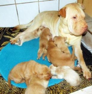 Suchen für 2 Shar Pei- Hündinnen ein neues Zuhause.