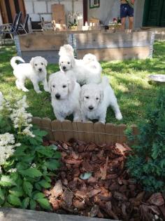 WELPEN WEßER KONIGSPUDEL - WHITE STANDART POODLE