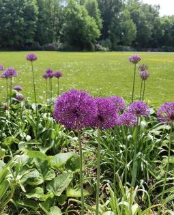 Frühling auf der Nordseeinsel