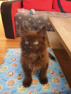 Main Coon Kitten