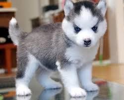 Siberian Husky Welpen mit Stammbaum