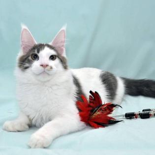 Bezaubernde Maine Coon Kitten mit Stammbaum