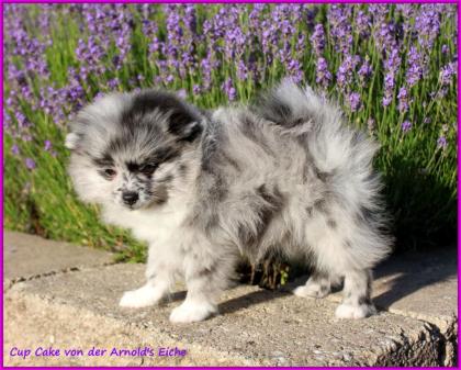 Pomeranianwelpe bluemerle