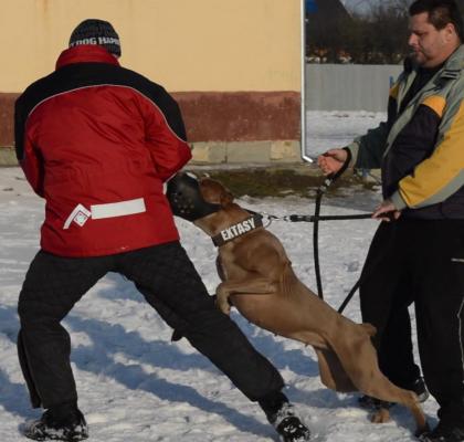 American Bandogge Mastiff