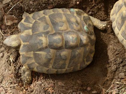 Griechische Landschildkröten, Eier legend zu verkaufen