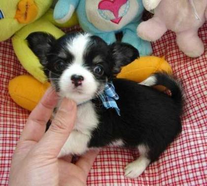 Wunderschöne Reinrassige Mini Chihuahua Babys (Langhaar und. Kurzhaar)