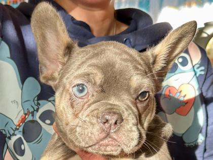 Französische Bulldoggen Welpen