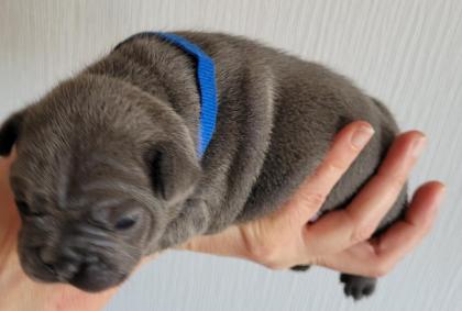 Französische Bulldogge - Welpen in blau / blue & blue-tan mit Ahnentafel