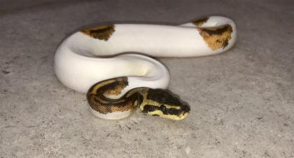 Königspython piebald Mojave Yellowbelly