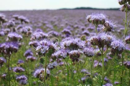 Phacelia zu verkaufen! - ökologische und zertifizierte Phacelien