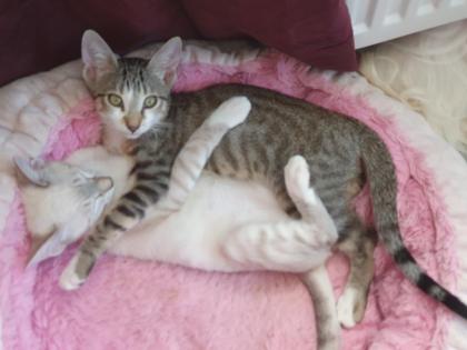 2 Katerchen Siam Lynx Point und Tigerchen