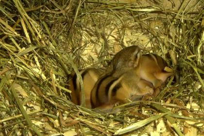 Junge Amerikanische Streifenhörnchen ( Tamias striatus )