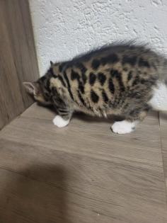 Bengal Jungs suchen neue Zuhause