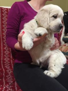 Golden retriever mit pedigree