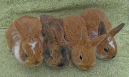 Niedliche junge Zwergkaninchen / Kaninchen  günstig abzugeben