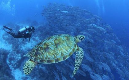 Insel-Urlaub in zauberhafter Begleitung !